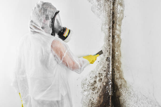 Best Best Mold Removal Companies  in Niagara University, NY