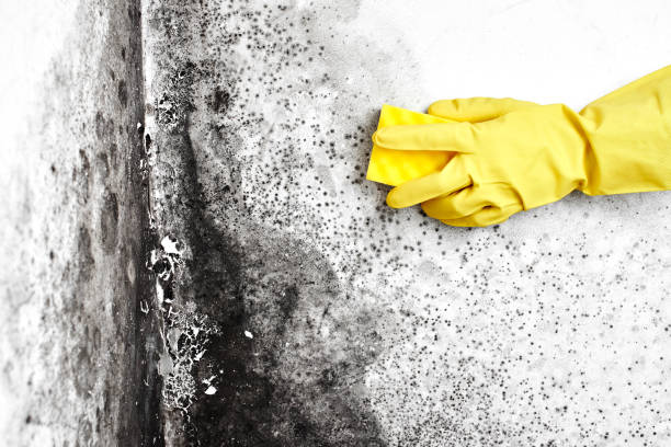 Best Crawl Space Mold Removal  in Niagara University, NY