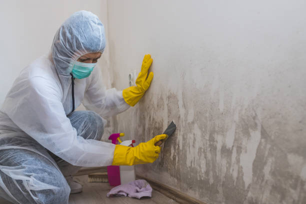 Best Best Mold Removal Companies  in Niagara University, NY