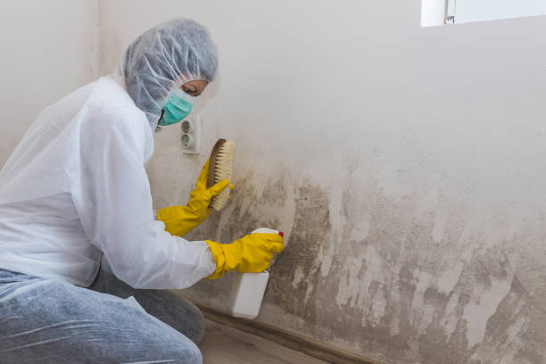 Best Local Mold Removal Service  in Niagara University, NY