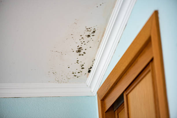 Best Toxic Mold Removal  in Niagara University, NY