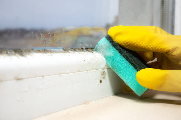 Best Mold Testing and Removal  in Niagara University, NY